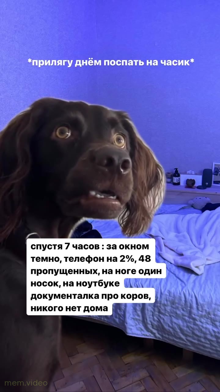 Кадр: Удивленная коричневая собака оглядывается на кровати
