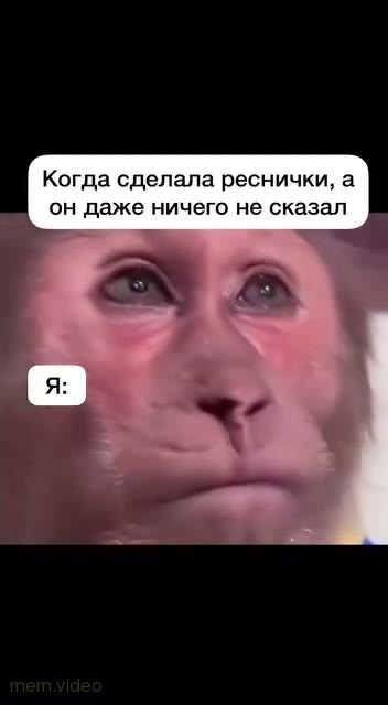 Кадр: Обезьяна с накладными ресницами закатывает глаза