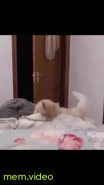 Кадр на 0:00