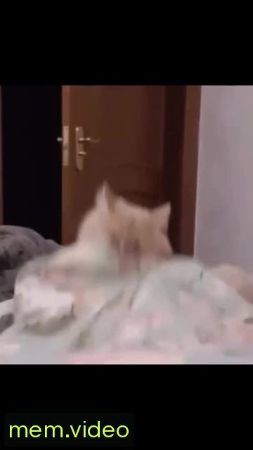 Кадр на 0:00