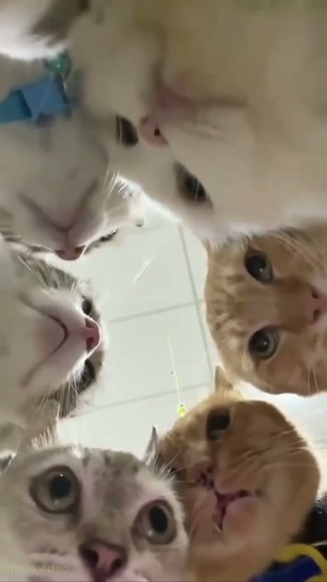 Кадр: Коты собрались в круг и смотрят в камеру