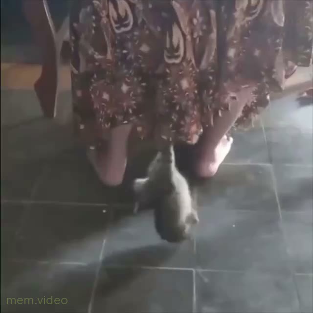 Кадр: Котёнок играется с подолом платья у ног хозяйки