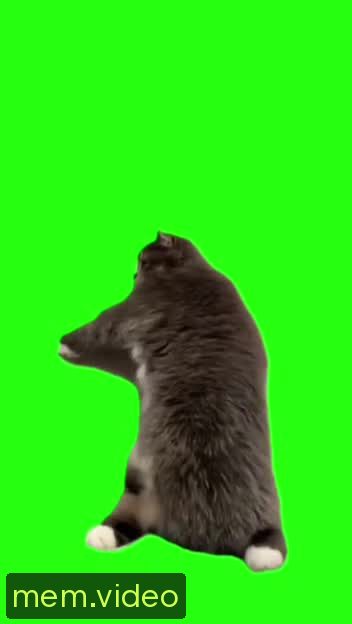 Кадр на 0:00