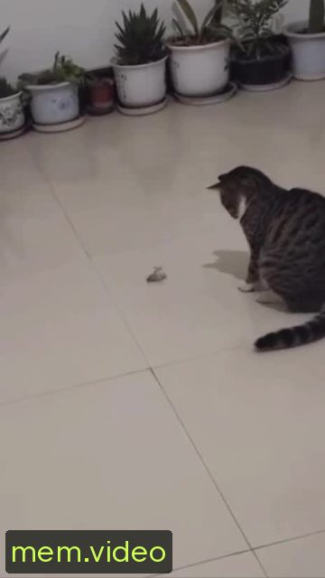 Кадр на 0:03
