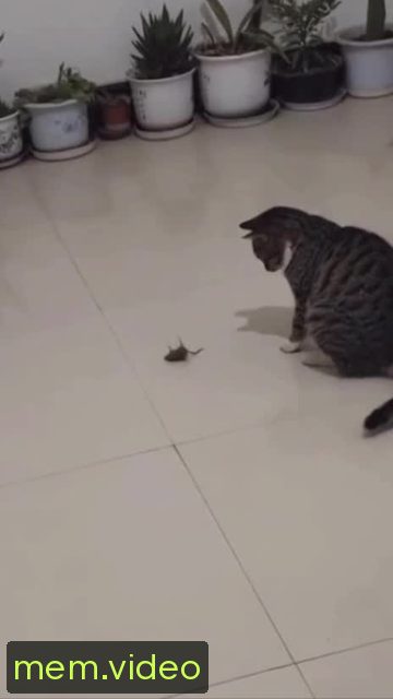 Кадр на 0:04