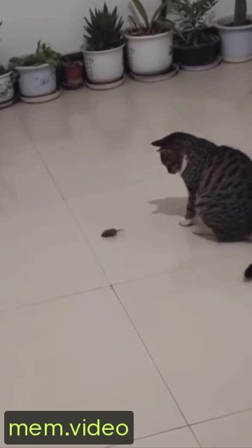 Кадр на 0:05