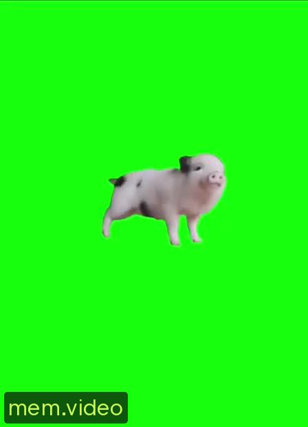 Кадр на 0:00