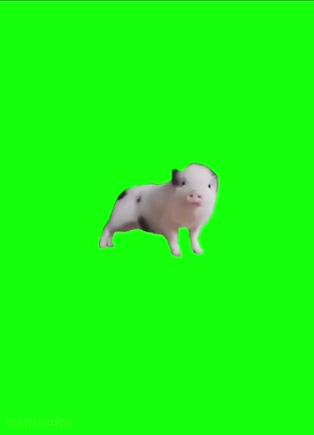 Кадр: Мини-пиг танцует на хромакее