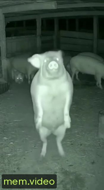 Кадр на 0:00