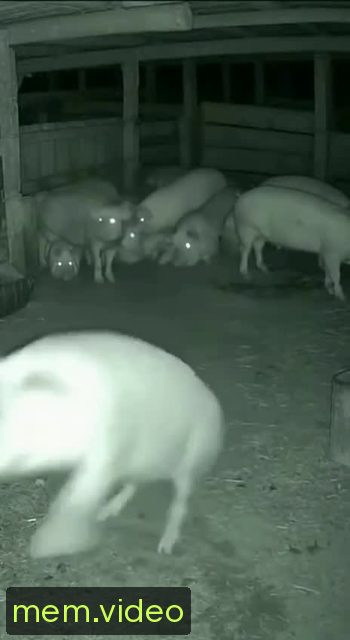 Кадр на 0:04