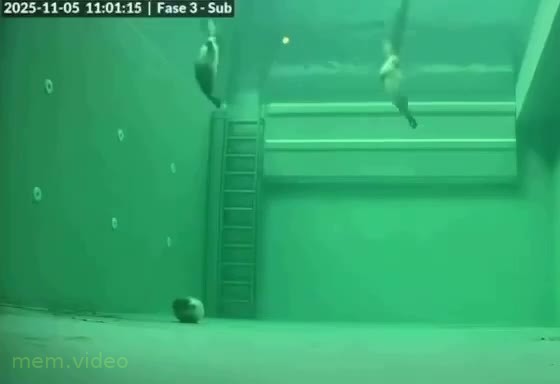 Кадр: Тюлени засыпают под водой и всплывают подышать