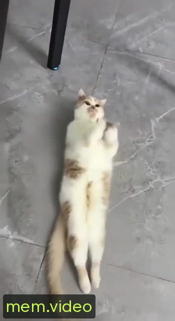 Кадр на 0:00