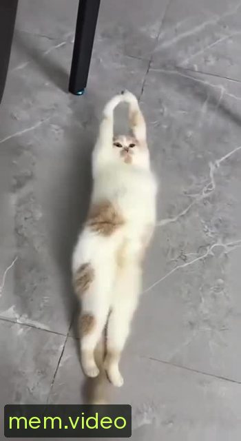 Кадр на 0:00