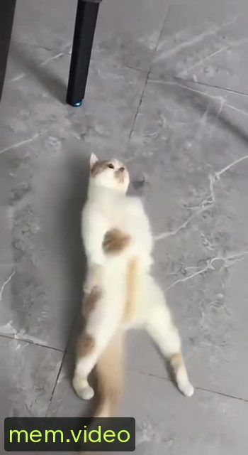 Кадр на 0:03