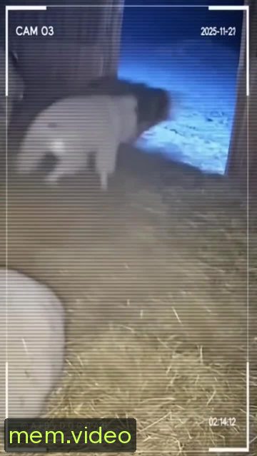 Кадр на 0:06