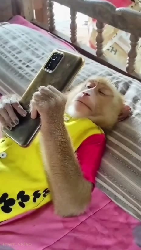 Кадр: Обезьяна в желтой футболке лежит и смотрит в телефон
