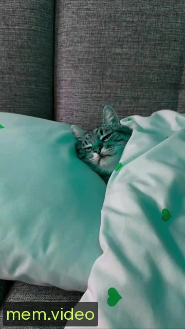 Кадр на 0:00