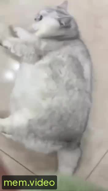 Кадр на 0:04