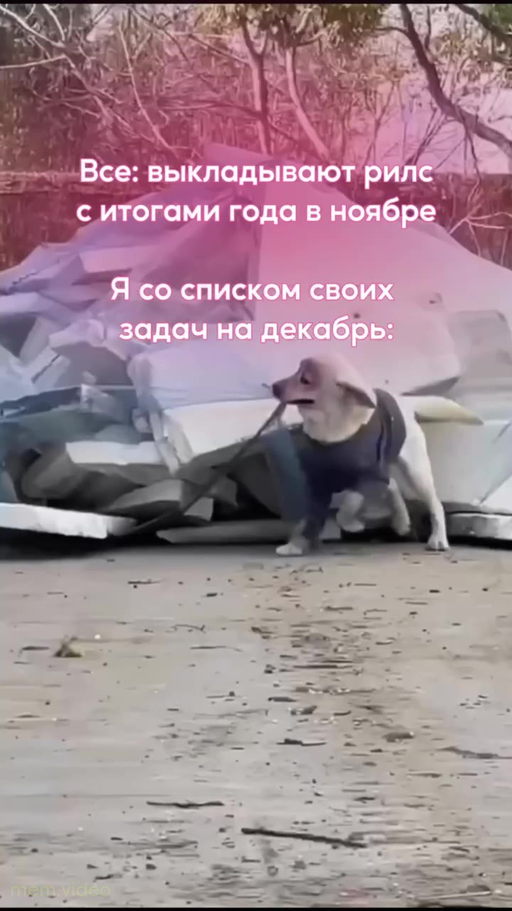 Кадр: Собака в синем костюме и шапке тащит за собой огромные мешки