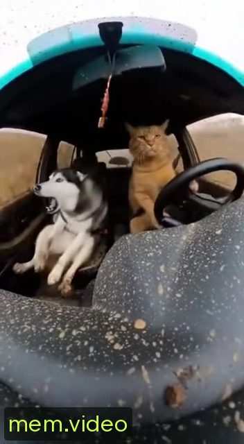 Кадр на 0:09