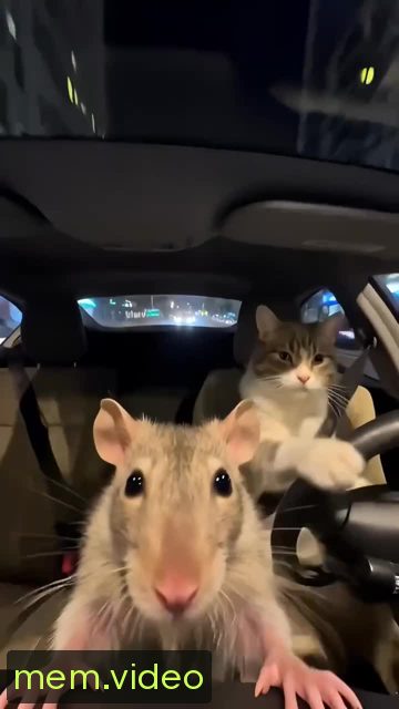 Кадр на 0:00