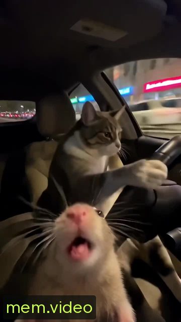 Кадр на 0:09