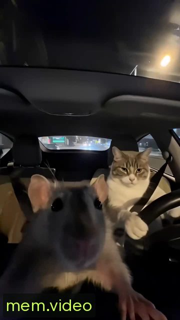 Кадр на 0:00