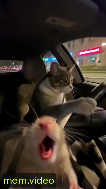 Кадр на 0:09