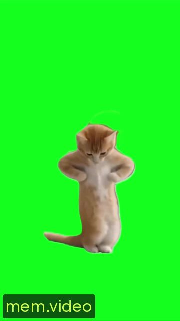 Кадр на 0:00