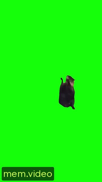 Кадр на 0:00