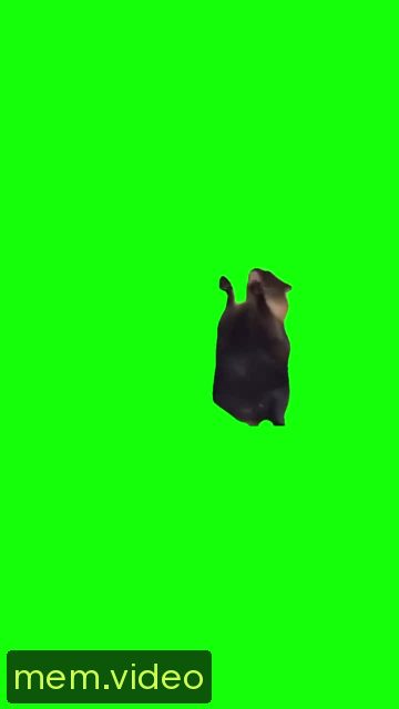 Кадр на 0:00