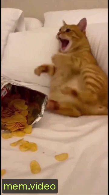 Кадр на 0:00