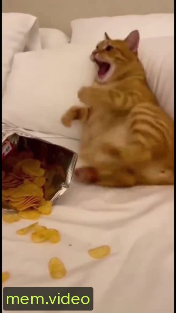 Кадр на 0:00