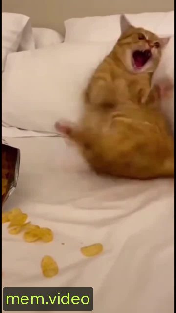Кадр на 0:04