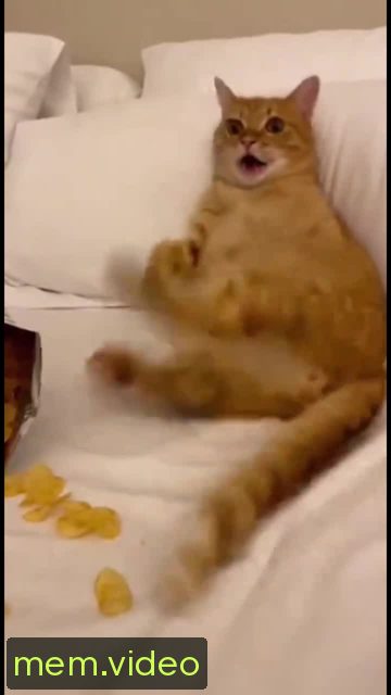 Кадр на 0:05
