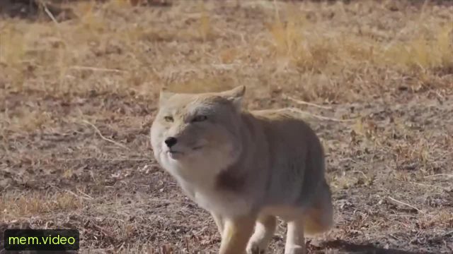 Кадр на 0:03