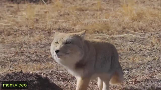 Кадр на 0:03