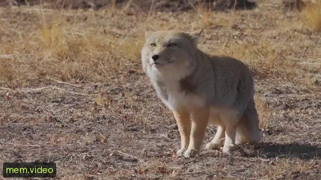 Кадр на 0:00