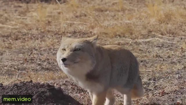 Кадр на 0:03