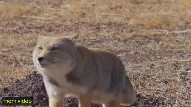 Кадр на 0:04