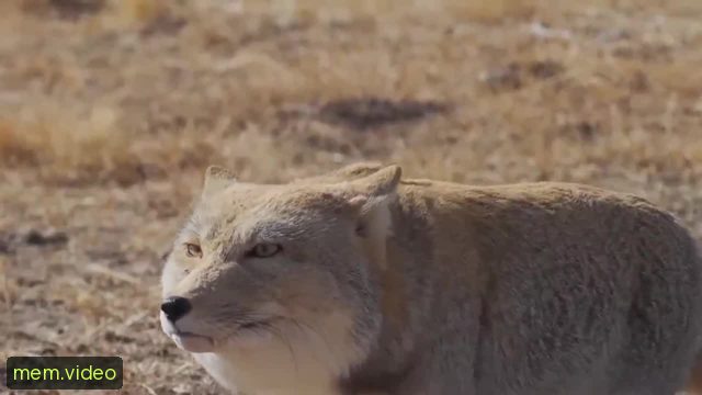 Кадр на 0:08