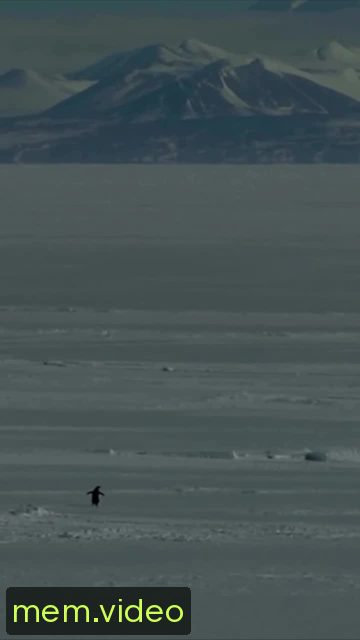 Кадр на 0:31