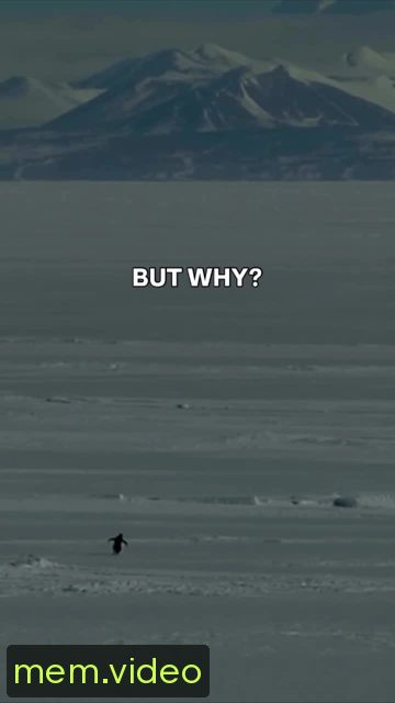 Кадр на 0:38