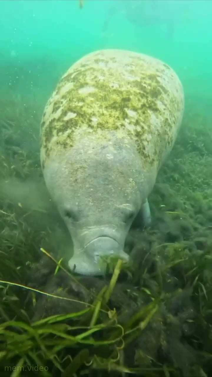 Кадр: "Nyam nyam" — морская корова ест водоросли на дне