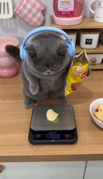 Кадр: Кот в наушниках взвешивает чипсы на кухонных весах