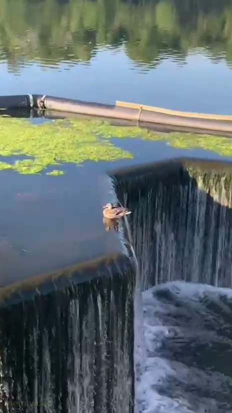 Кадр: Утка сидит на краю водоспада