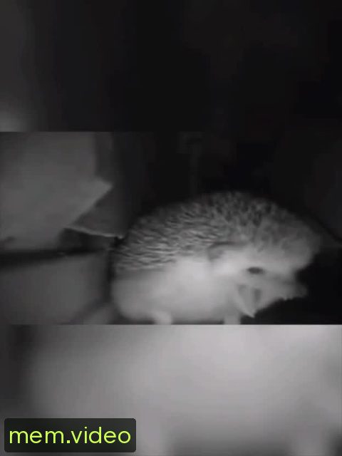 Кадр на 0:04