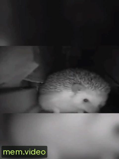 Кадр на 0:06