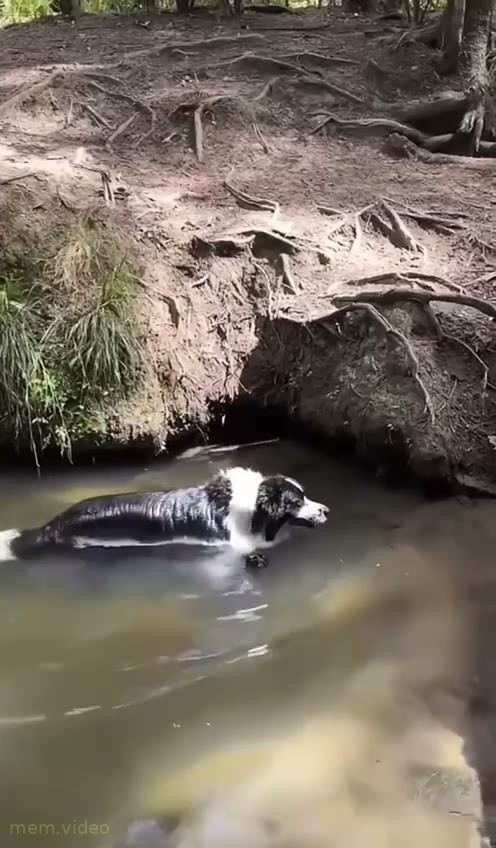 Кадр: Черно-белая собака плывет по ручью и плюется водой
