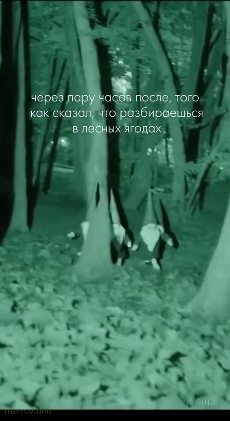 Кадр: Гномы бегают ночью в лесу среди деревьев